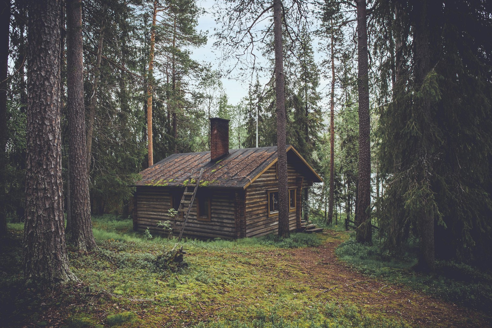 A timber cabin standing quietly between tall pines